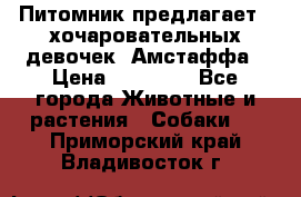 Питомник предлагает 2-хочаровательных девочек  Амстаффа › Цена ­ 25 000 - Все города Животные и растения » Собаки   . Приморский край,Владивосток г.
